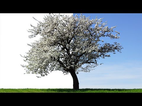 Photoshop Tutorials : How to remove tree Background | complex selection
